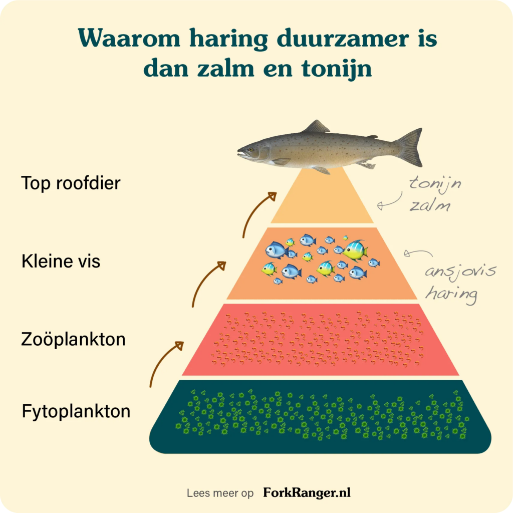 Is vis een alternatief voor vlees? Een Fork Ranger explainer 2 vis voedselpiramide