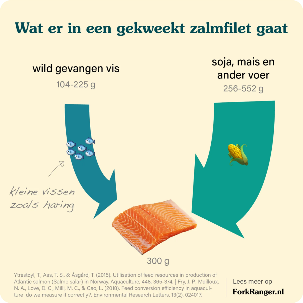 Is vis een alternatief voor vlees? Een Fork Ranger explainer 3 gekweekte zalm