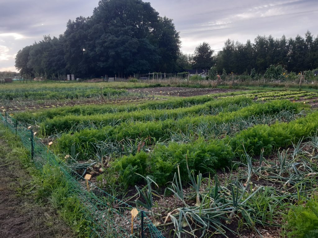 Stadsakker Veenendaal oogst