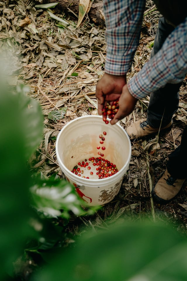 Brute bonen koffiebonen