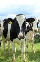 holstein-cattle-2318436